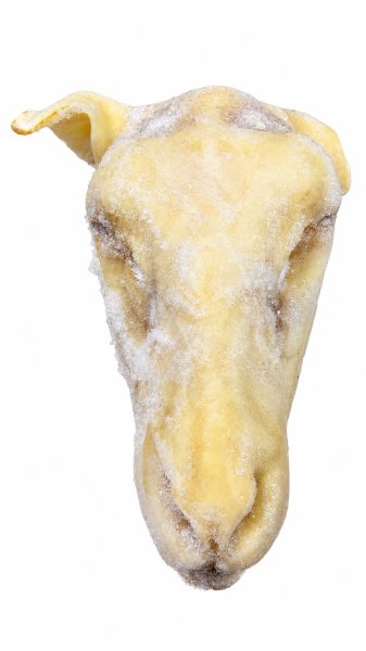 Photo1: SHEEP HEAD 2200g (+/-) / 羊の頭 2.2kg (+/-) (1)