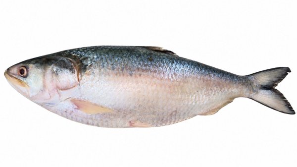 Photo1: HILSHA 2KgUP MYANMAR(3200yen/kg)/ミャンマー産 ヒルサ 2KgUP(3200円/kg) (1)