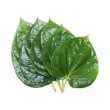 Photo2: FRESH PAN PATA (BETEL LEAF) 500g / パンパタ (2)