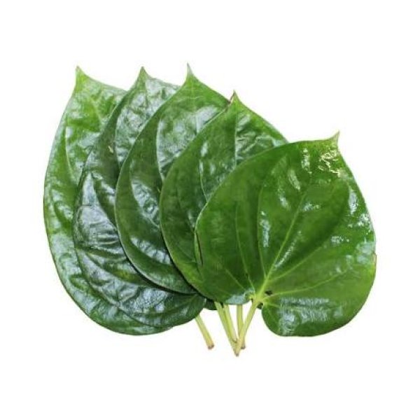 Photo2: FRESH PAN PATA (BETEL LEAF) 500g / パンパタ (2)